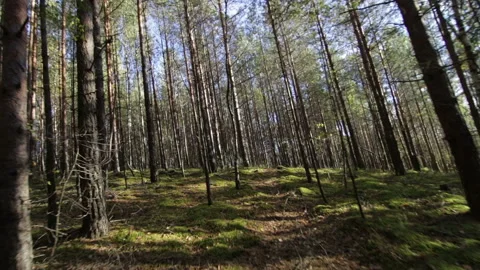 Simulation of scared escape running in the deep forest POV shot 動画素材 95920915