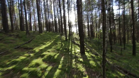 Simulation of scared escape running in the deep forest Pov Shot Video stock 95922004