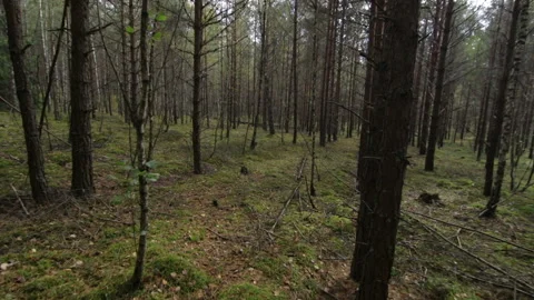 Simulation of scared escape running in the deep forest Pov Shot Stock Footage 95922416