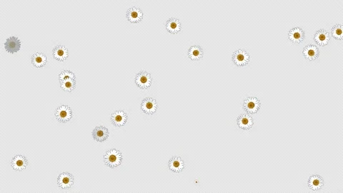 Simulation scene with chamomile field. Summer chamomile meadow flowers isolated Stock Footage 212038672