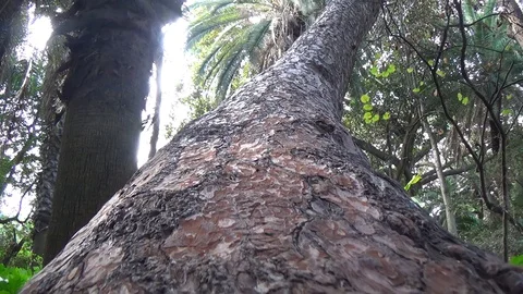 Simulation of snake climbing on a tree Stock Footage 129975620