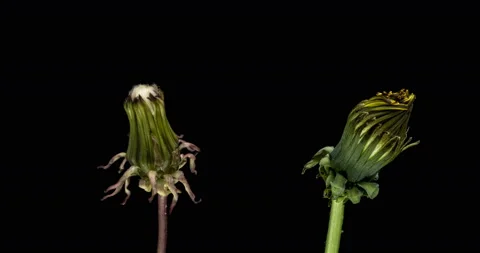 Simultaneous blossoming of yellow and white dandelions on black background. 4K Stock Footage 119233847