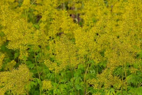 Sinacalia. 스톡 사진