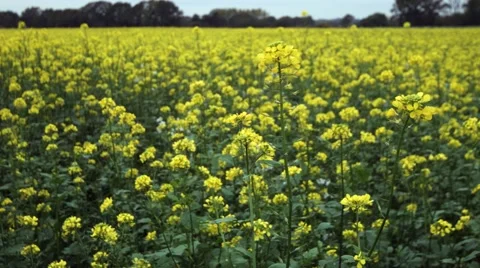 Sinapis alba close Stock-Footage 46212698