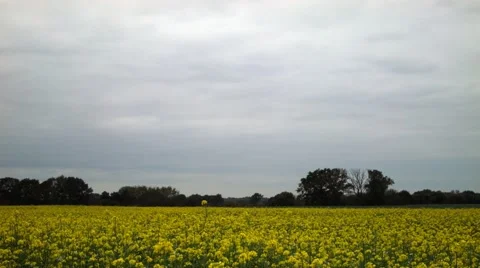 Sinapis alba meadow Stock Footage 46180039