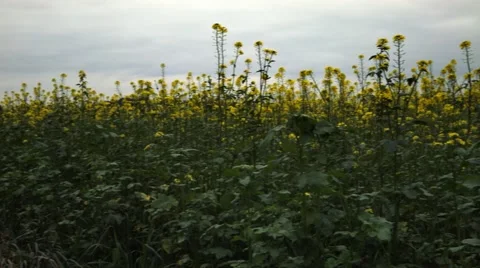 Sinapis alba pan Stock Footage 46163349