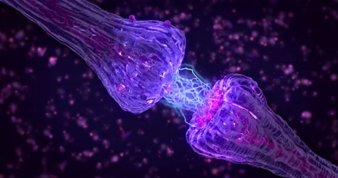 Sinapsis neuronal animation. Sinapsis transmision del impulso nervioso. Video stock 155678008