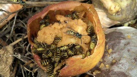 Sinclair Stammers Vidéo 114823592