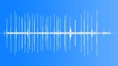 Sind Jungle Sparrow Calls Sound Effect