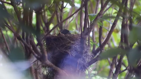 Sing throttle prepares her nest for breeding Stock Footage 152382846