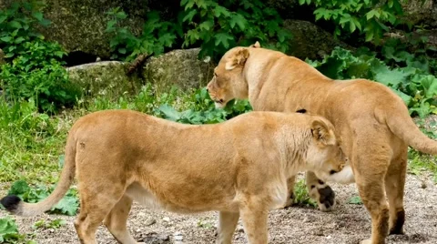 Singa Stock Footage 210598208