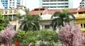 Singapore 008 - Blooming trees in China Town for New Year Eve, Singapore HD Footage
