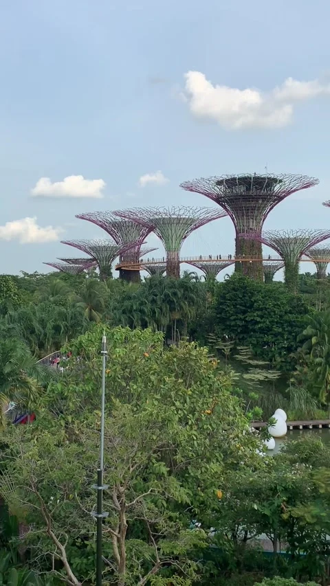 Singapore - 2021/02/20 : Supertrees Stockbeeldmateriaal 344577784