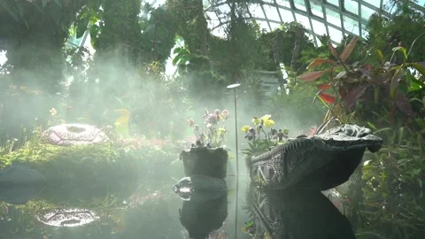 Singapore Cloud Forest Stock Footage 145880507