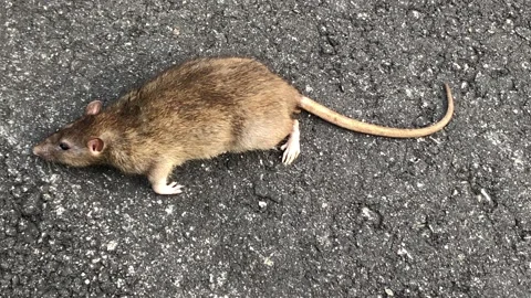 Singapore: Corpse of a dead brown rat lies on a street, 4K Stock Footage 157252867