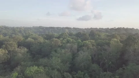 Singapore Drone Push In over Forest 4K Stock Footage 233170054