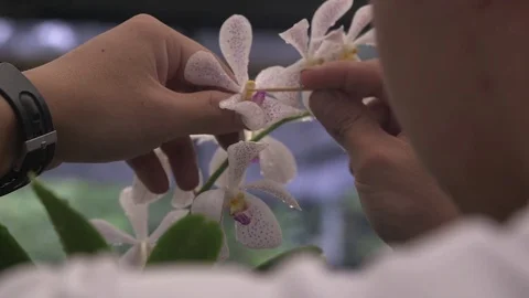 Singapore Examining Flower Vídeos de archivo 72689966