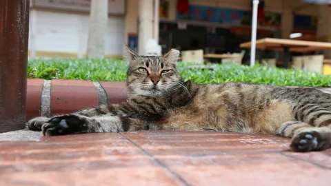 Singapore Mall Cat Video stock 332455121