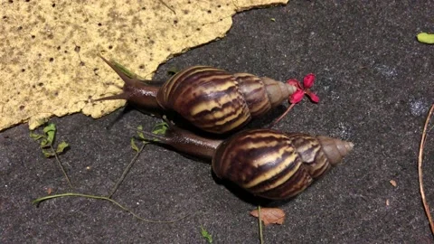 Singapore: A pair of slow moving snails make contact on the pavement, 4K Stock Footage 145466012