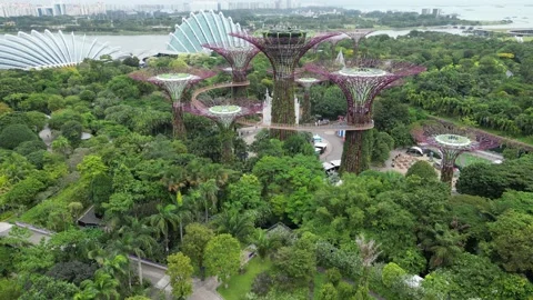 Singapore super tree 스톡 동영상 232691954