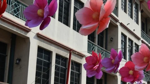 Singapore typical flowers Stock Footage 75347646
