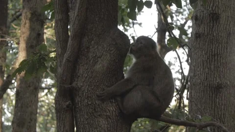 Singe animal foret arbe Stock Footage 145731324