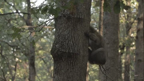 Singe animal foret arbe Stock Footage 145731791