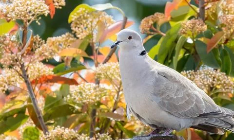 A singe Eurasian collared dove or Streptopelia decaocto sitting on the flowers Stock Photos