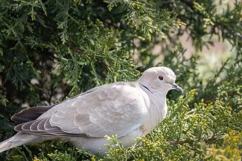 A singe Eurasian collared dove or Streptopelia decaocto sitting on the green Stock Photos