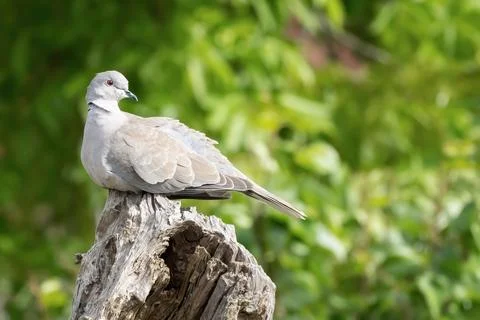 A singe Eurasian collared dove or Streptopelia decaocto sitting on the green Stock Photos