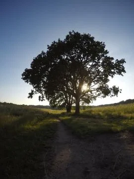 Singe Tree Path Stock Photos