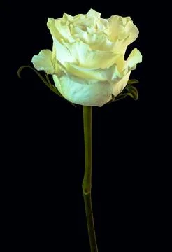 A singe white rose Stock-Fotos