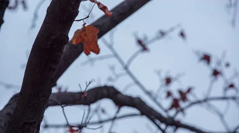 Singel Autumn Leaf on a branch Stock Footage 56753516