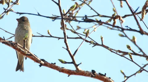 Singer spring. Bird concert. Video stock 24811490