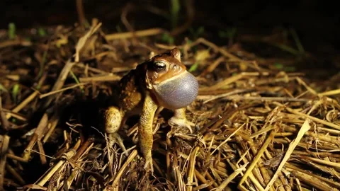 Singing American Toad (Anaxyrus americanus) on the edge of a wetland. Stock Footage