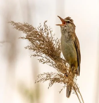 Singing bird on the blade of grass Stock Photos