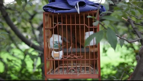 Singing bird in cage 库存影片 1067242
