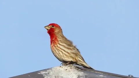 Singing Bird House Finch Sparrow Stock Footage