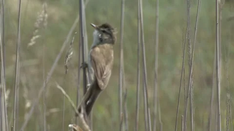 Singing bird Paddyfield Warbler Stock Footage 30771192