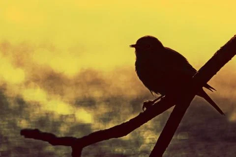 Singing bird Stock Photos