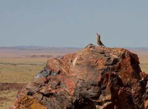 Singing Bird on Rock Stock Photos