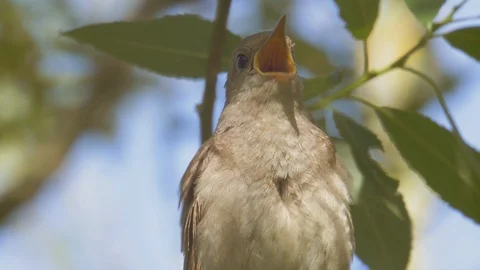 Singing bird in spring. Closeup of singing thrush nightingale. Luscinia luscinia Stock Footage 109088426