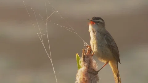 Singing bird in spring at sunrise. Sedge warbler. Acrocephalus schoenobaenus. Stock Footage 108648320