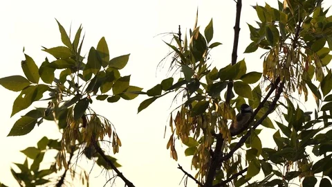 Singing bird on tha branches Stock Footage 79517106