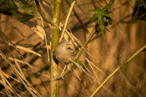 Singing bird on tree with blurred background Stock Photos