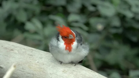 Singing bird on the tree branch, 4K, recorded in 50fps Stock Footage 113128804