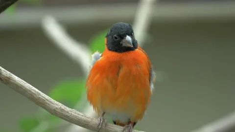 Singing bird on the tree branch, 4K, recorded in 50fps Stock Footage 113129361