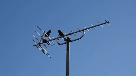 Singing birds Stock Footage 126968081