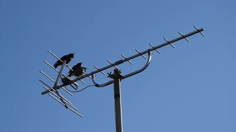 Singing birds Stock Footage 127130573