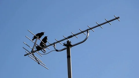 Singing birds Stock Footage 127277765